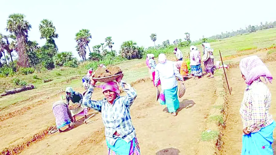 కరువు విలయతాండవం