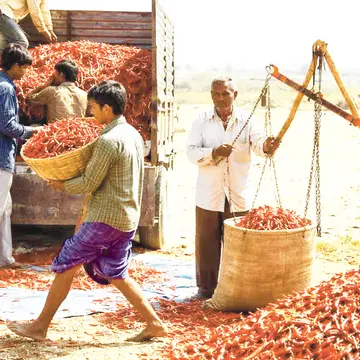 AC chilli prices have dropped slightly.