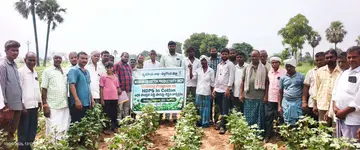 cotton cultivation