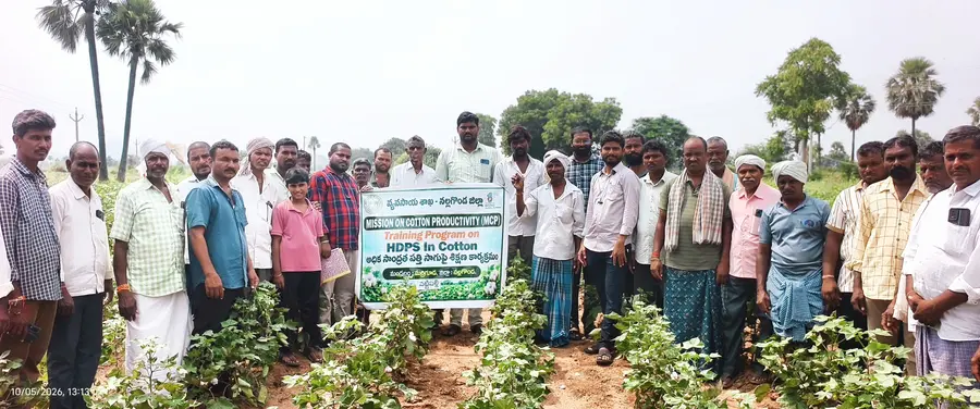 cotton cultivation