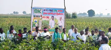 BK Gold cotton seeds