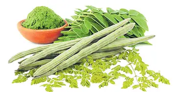 Benefits of Drumstick Leaves