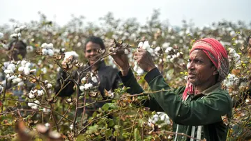 Cotton import duty exemption deadline extended