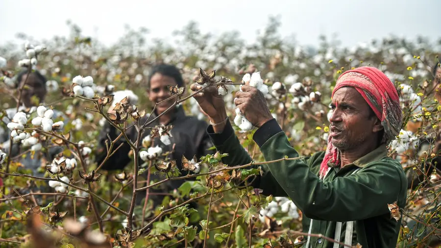 Cotton import duty exemption deadline extended