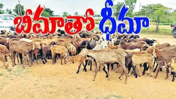 Cattle insurance