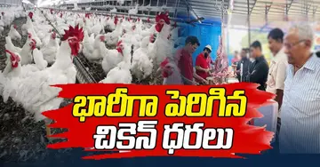 Chicken prices