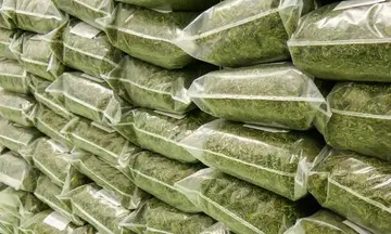 Huge marijuana seizure