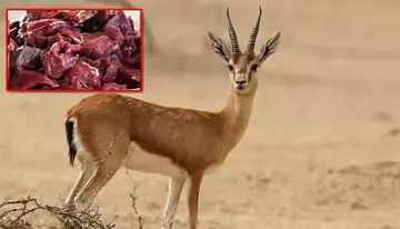 Deer meat caught in Hyderabad