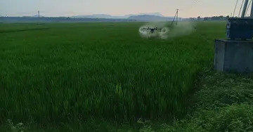 Rice cultivation