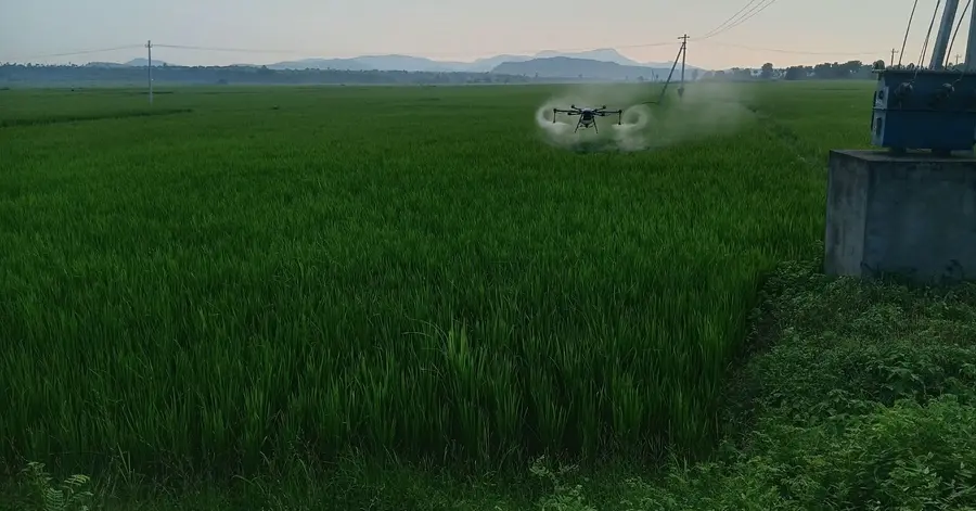 Rice cultivation