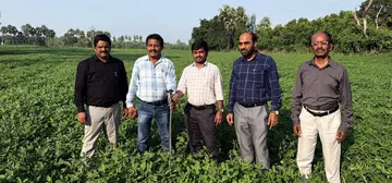 watermelon crop