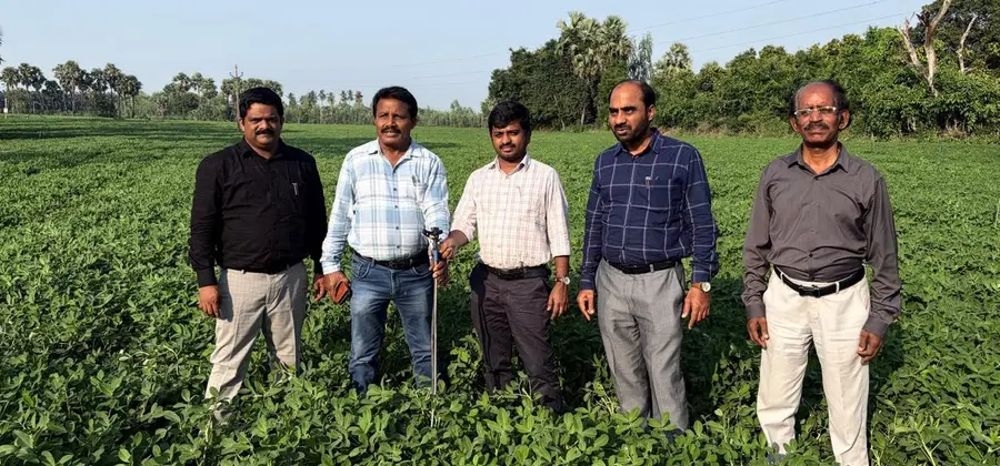 watermelon crop