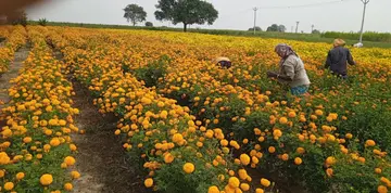 properties in flowers!
