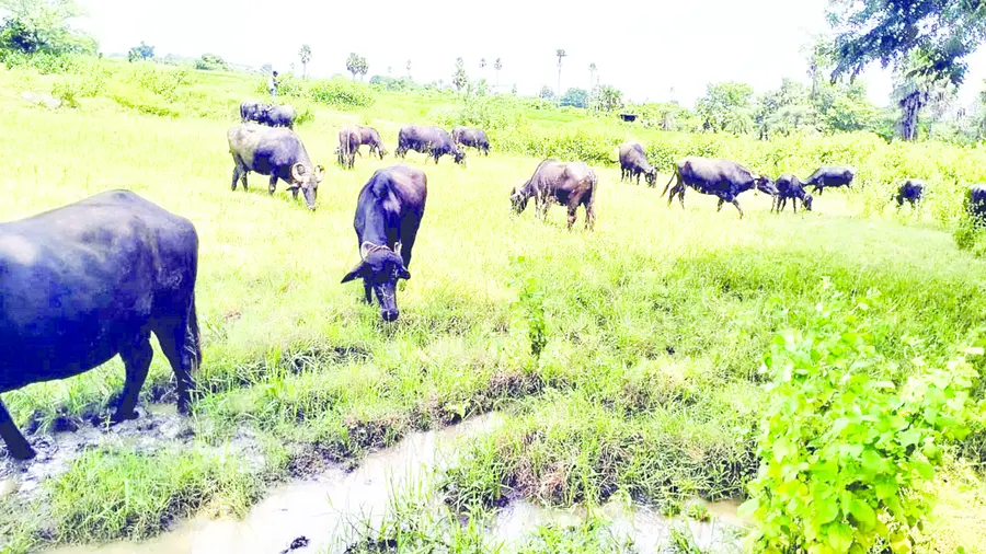 Drought-stricken Wilavila