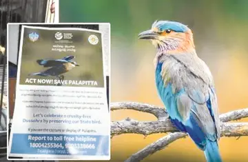 They released the Indian roller.