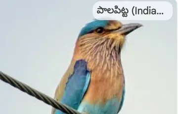 Palapitta