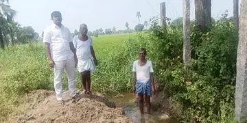Sewage for crops