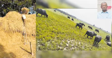 Fodder Crisis