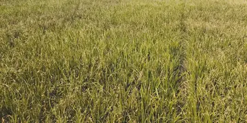 Withered crops
