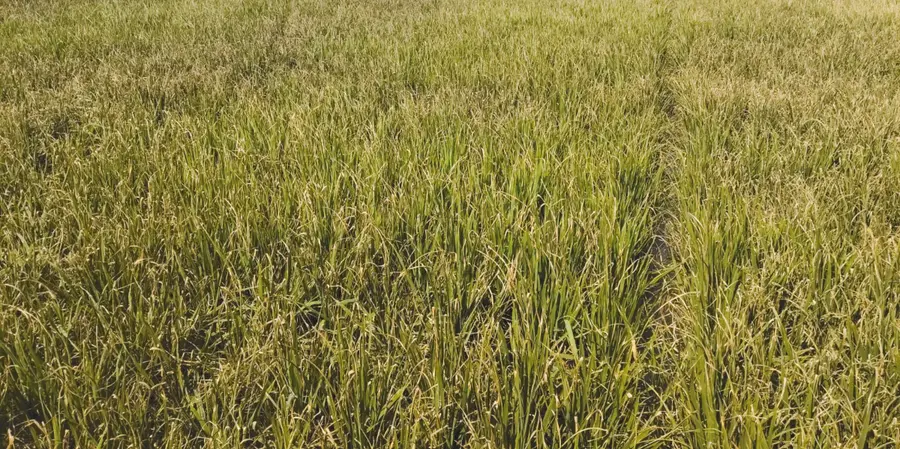 Withered crops
