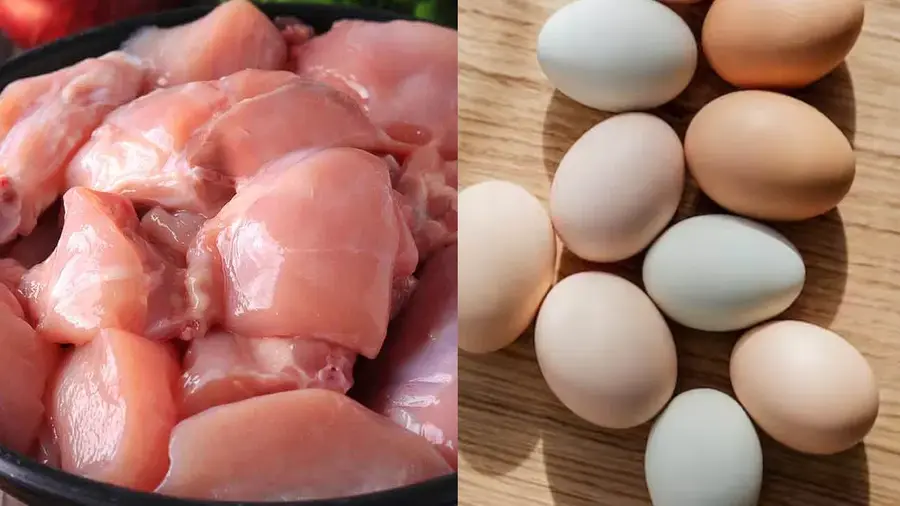 chicken
