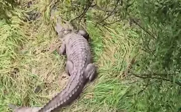 Crocadile