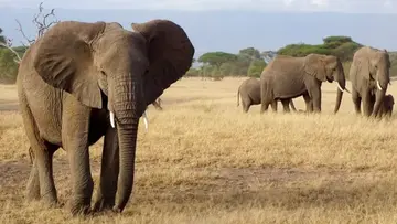 Botswana approves hunting of 23 elephants