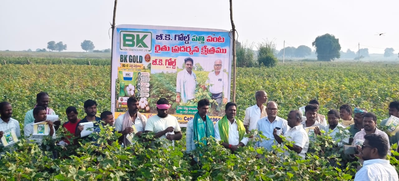 BK Gold cotton seeds