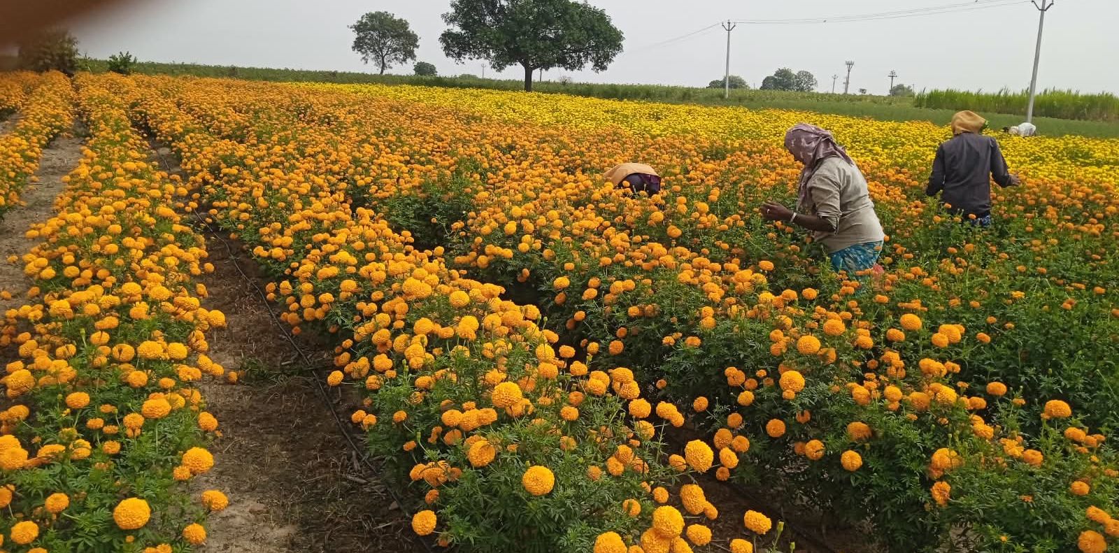 properties in flowers!