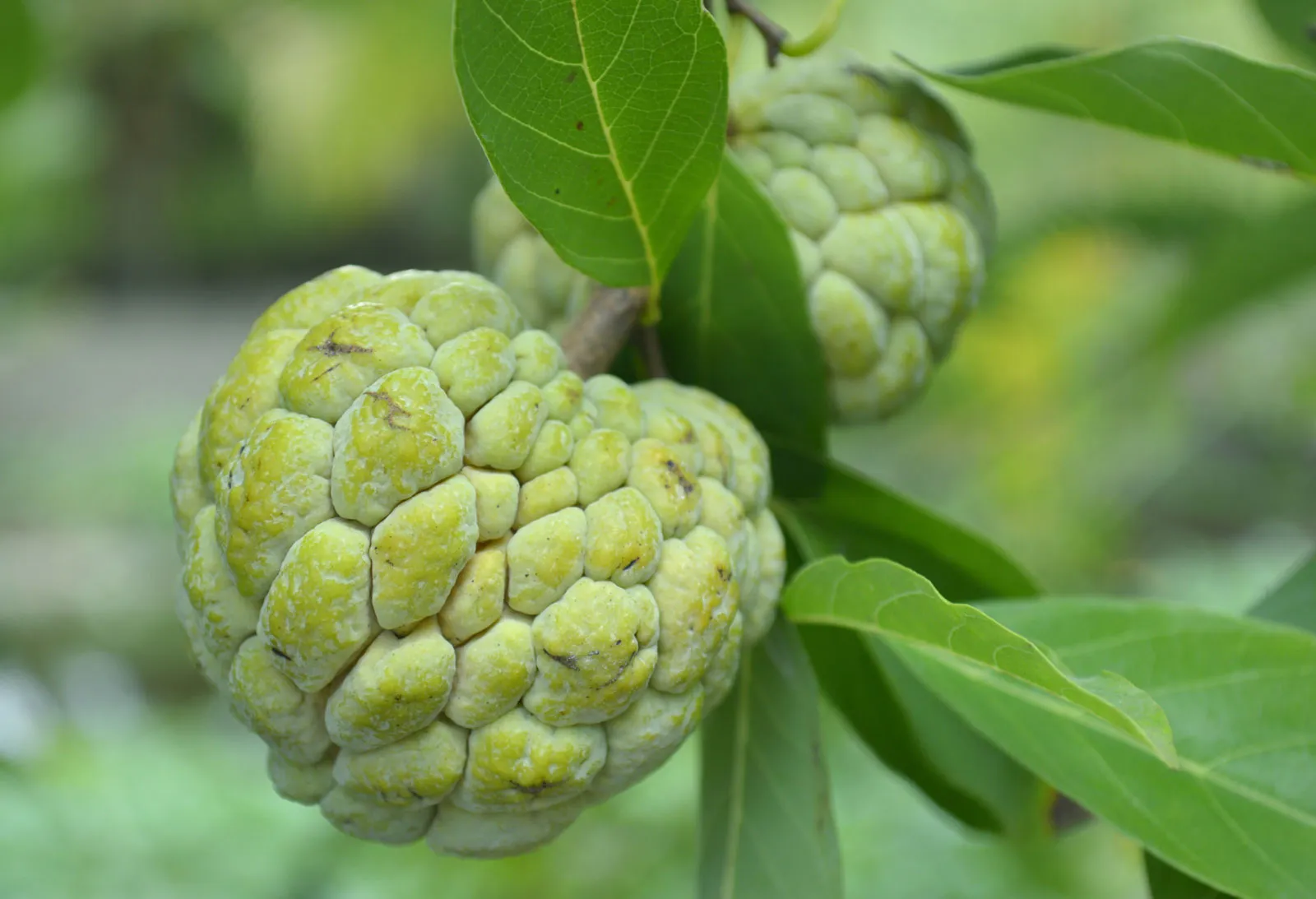 Custard apple
