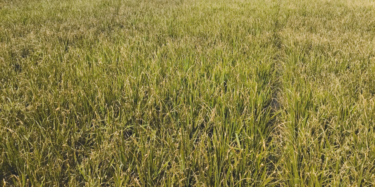 Withered crops