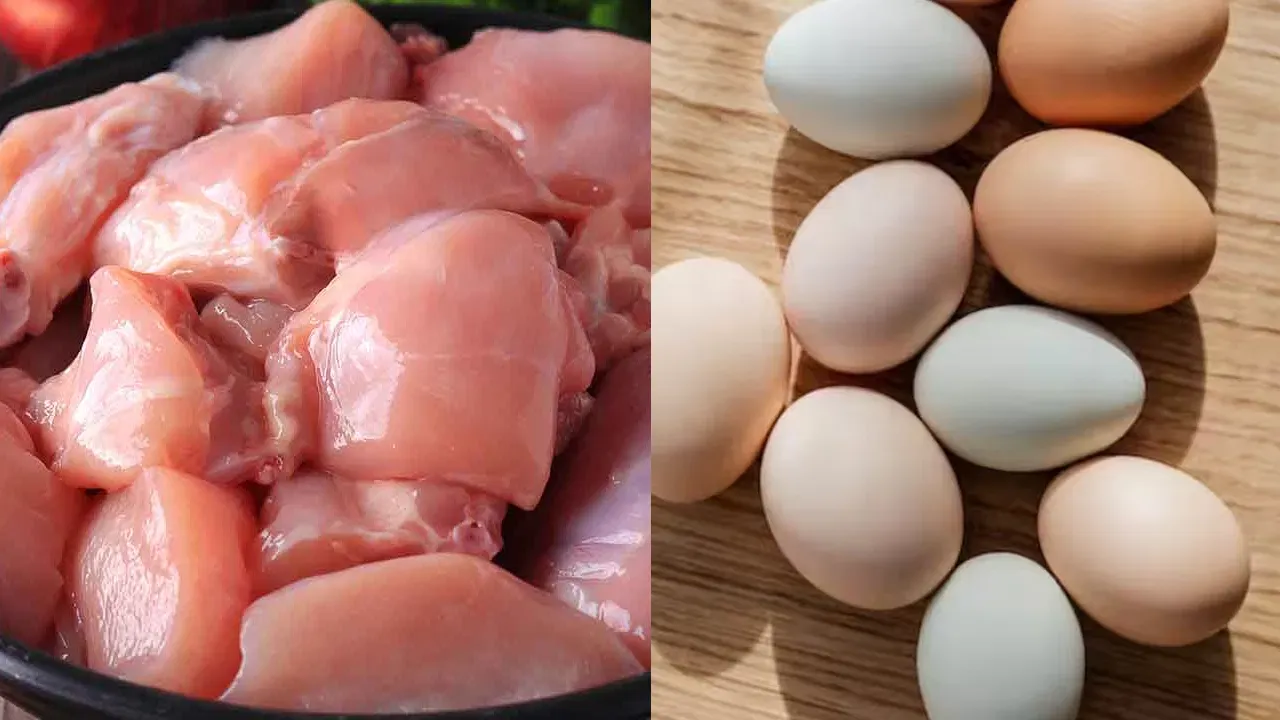 chicken