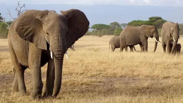 Botswana approves hunting of 23 elephants