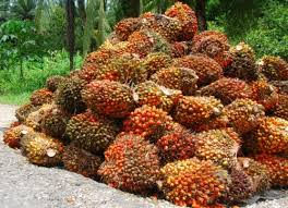 Palm oil price