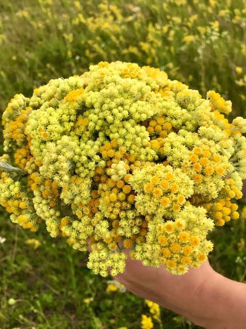 Unused flowers