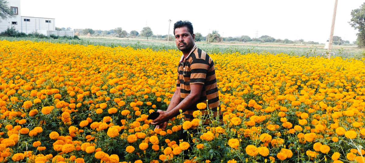 buy flowers
