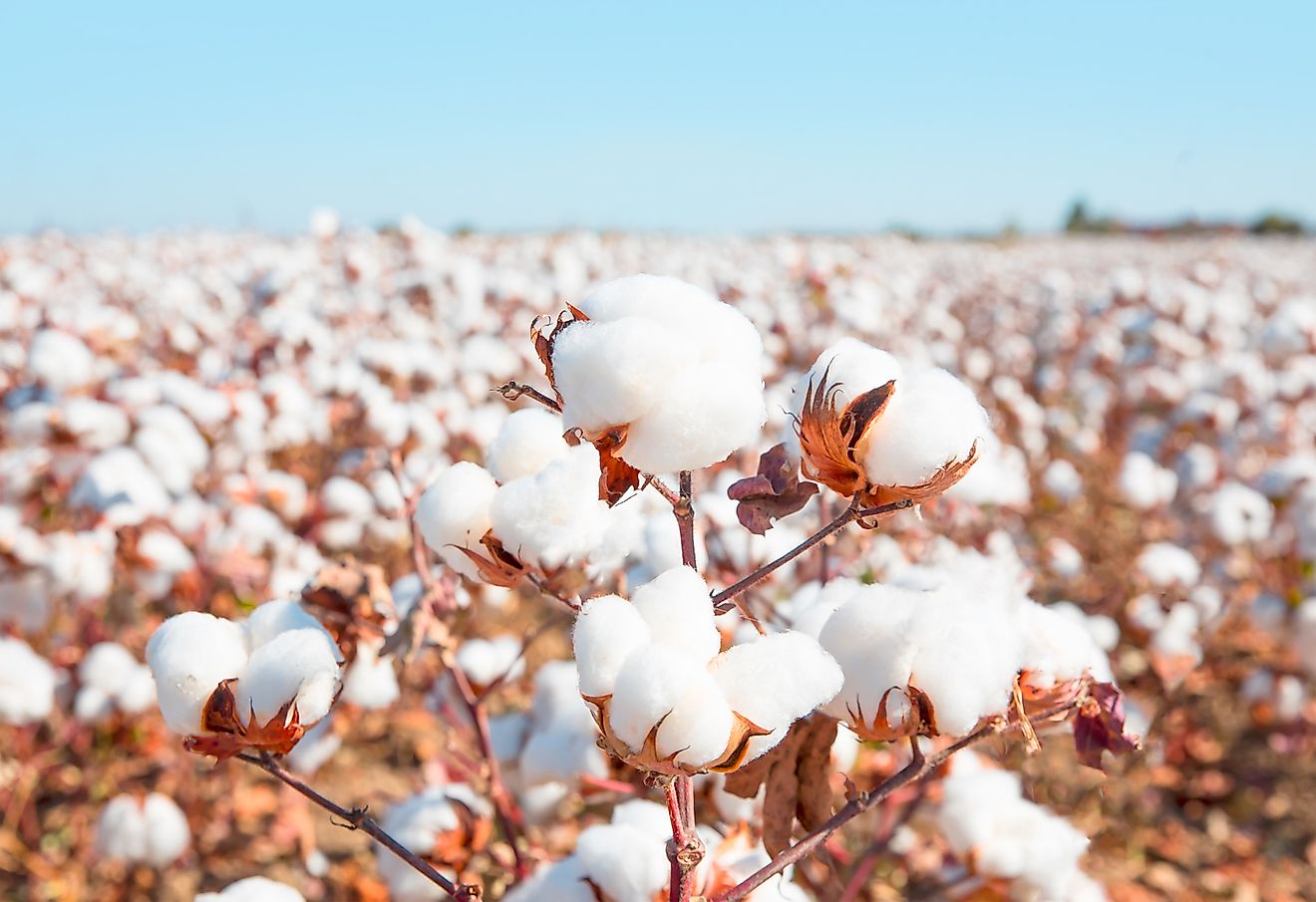 cotton