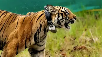 పెద్దపులు, చీతాలు వంటి క్రూర మృగాల కదలికలను కనిపెట్టడం కోసం వైల్డ్లైఫ్ అధికారులు తీసుకొచ్చిన పరికరమే ఈ ‘డిజిటల్ గంట’. దీన్నే ‘రేడియో కాలర్