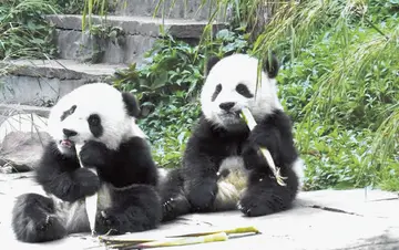 Two pandas from China to Atlanta Zoo