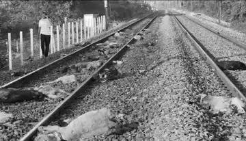 100 sheep killed in train collision
